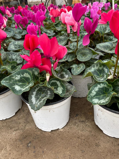 Violeta persa (Ciclamen)