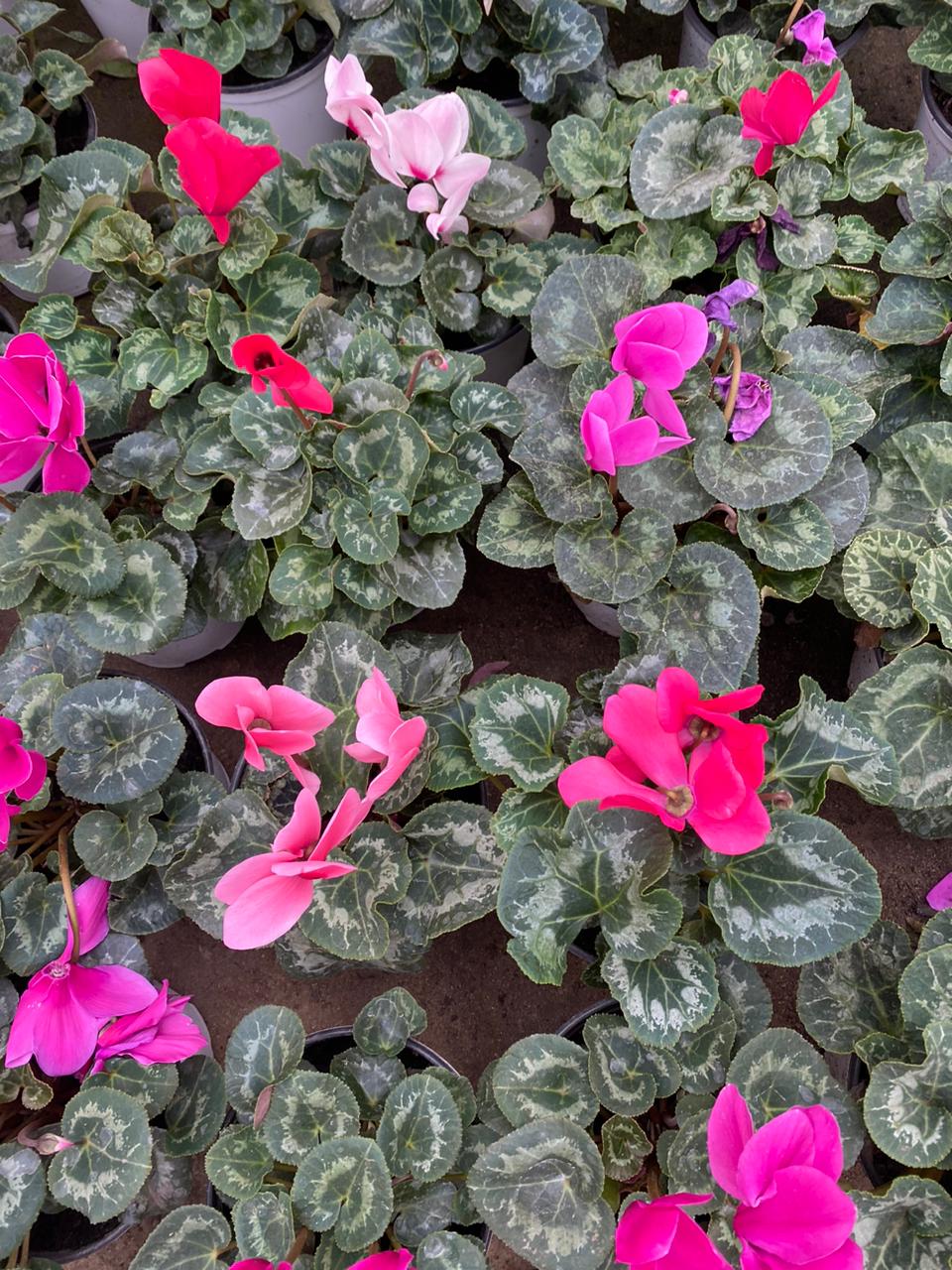 Violeta persa (Ciclamen)