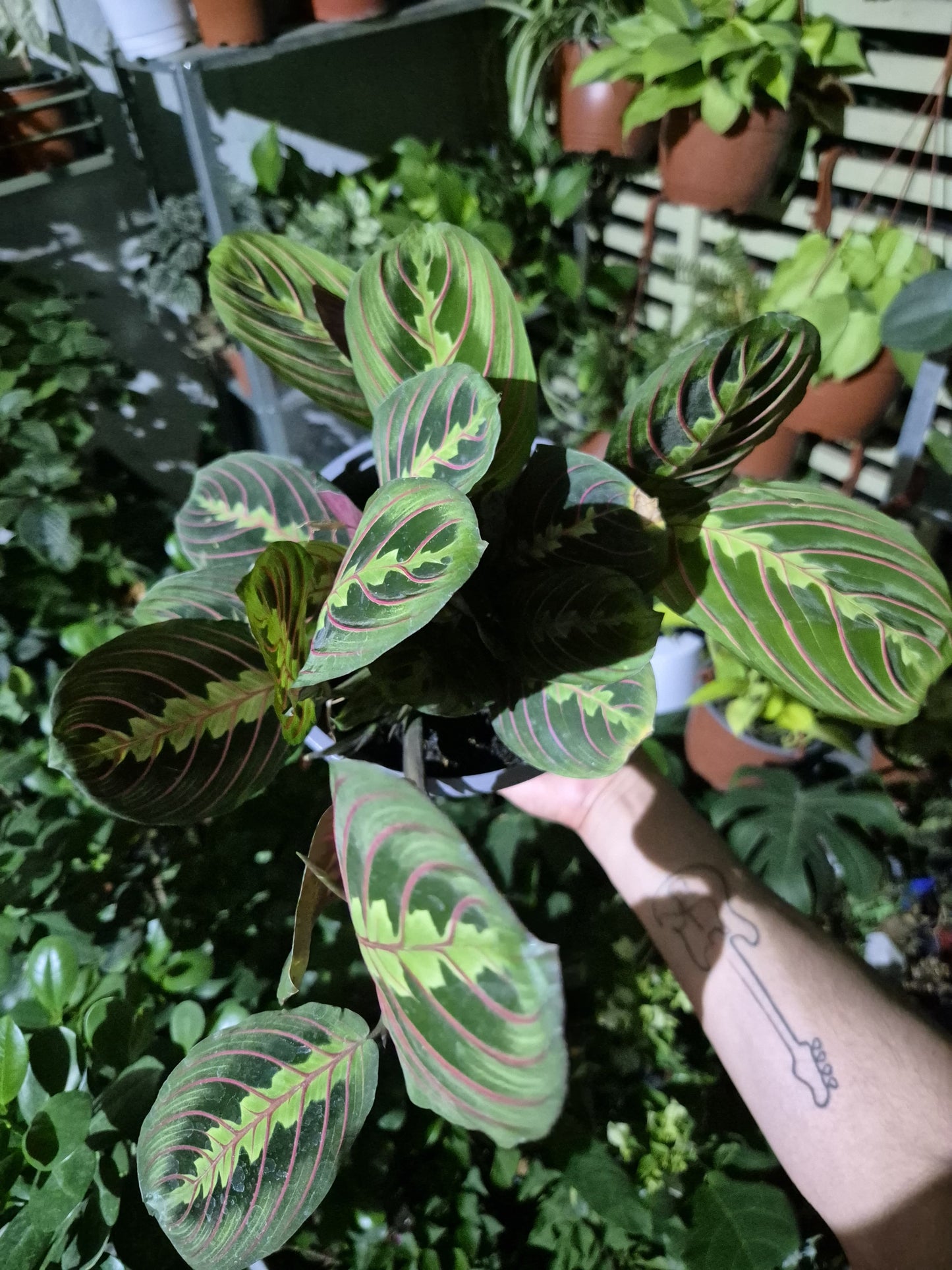 Maranta Leuconeura