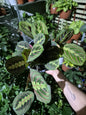 Maranta Leuconeura