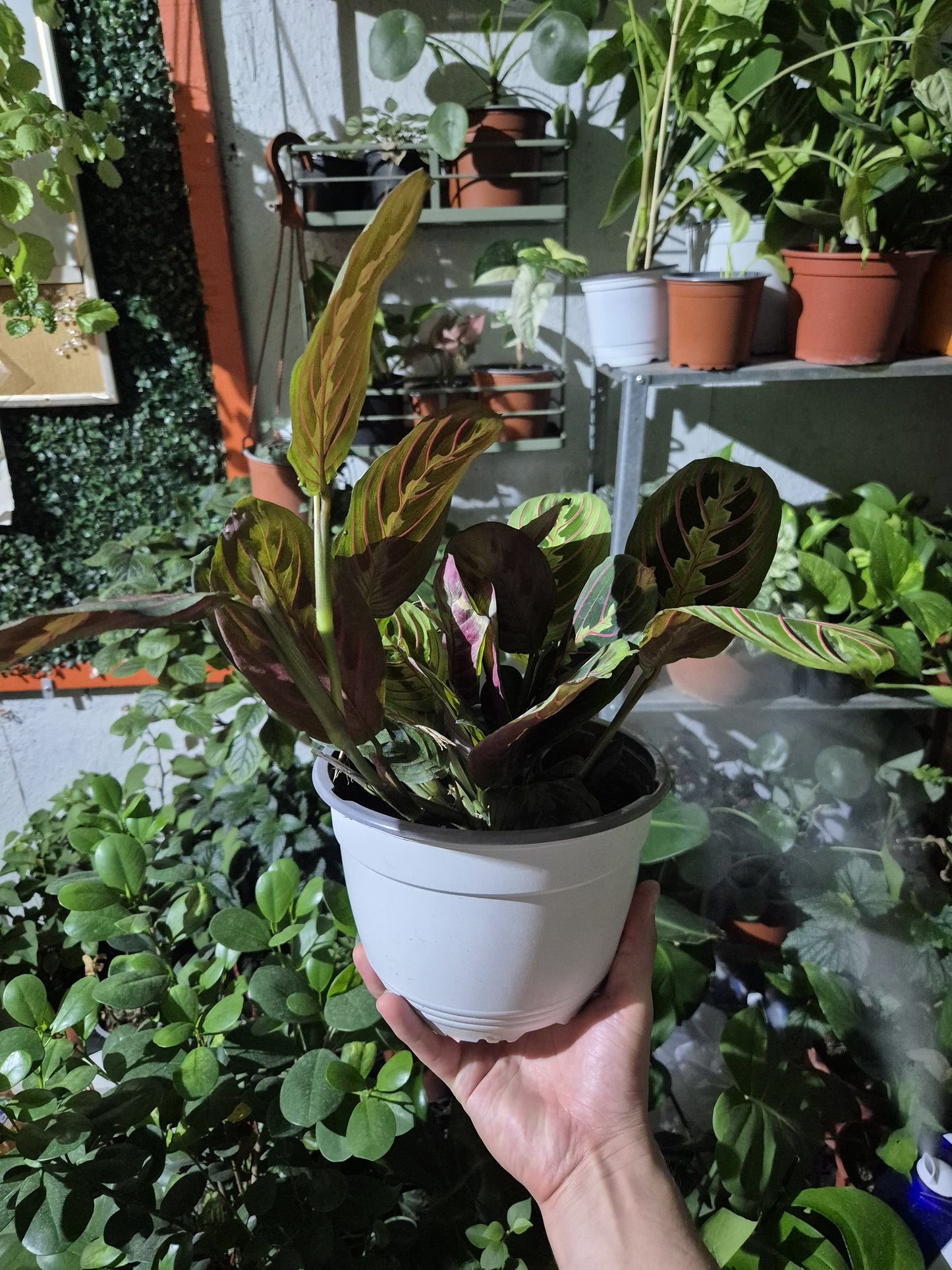 Maranta Leuconeura