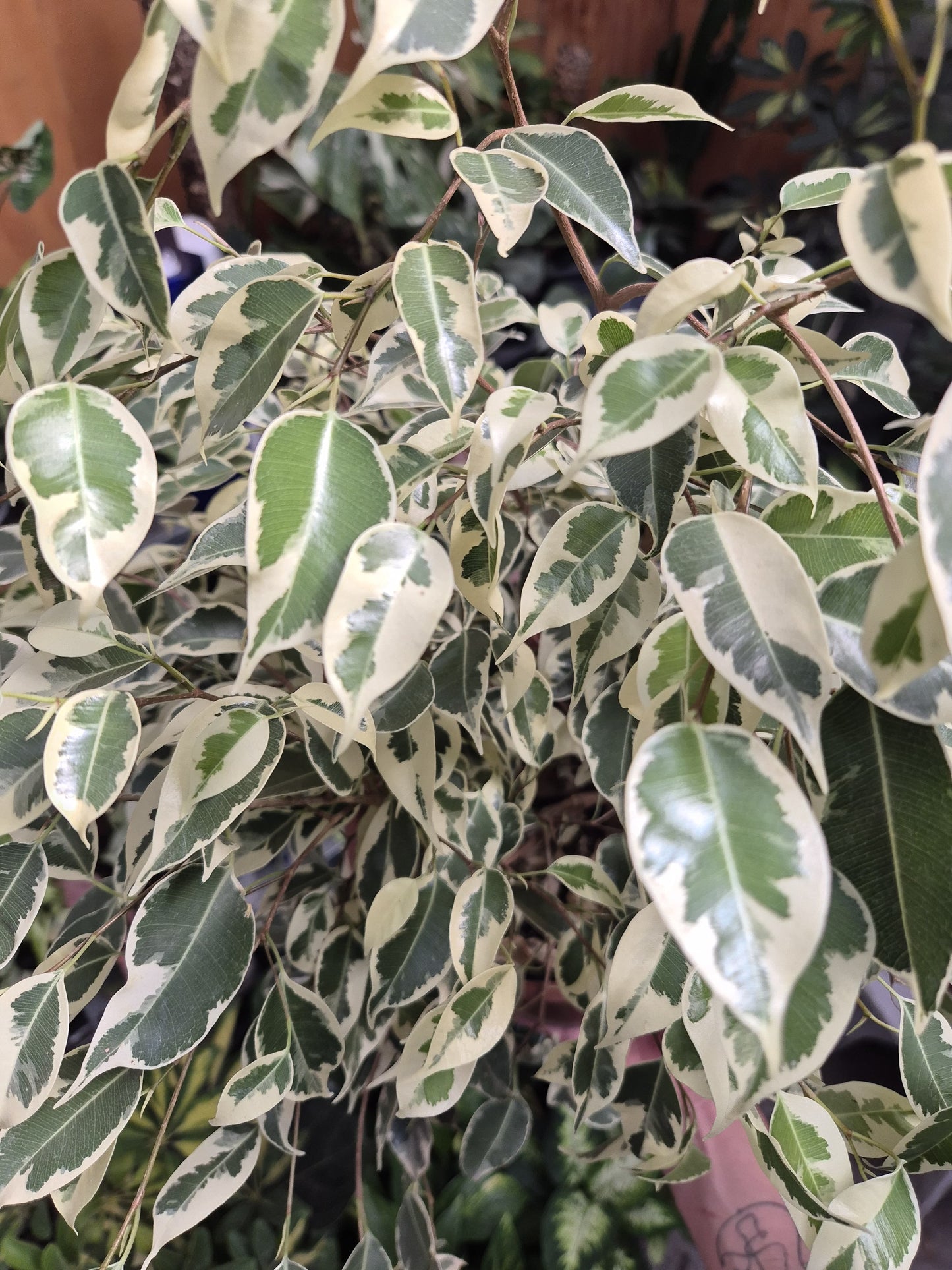 Ficus Hawai