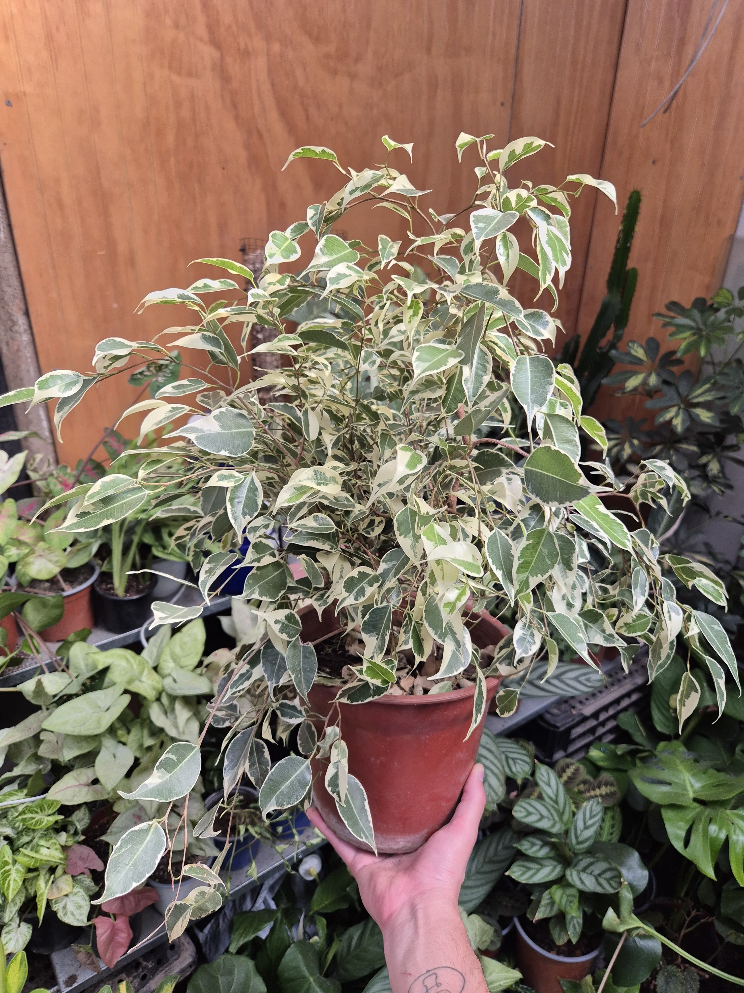 Ficus Hawai