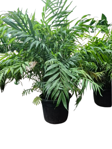 Palmera Chamaedorea XL