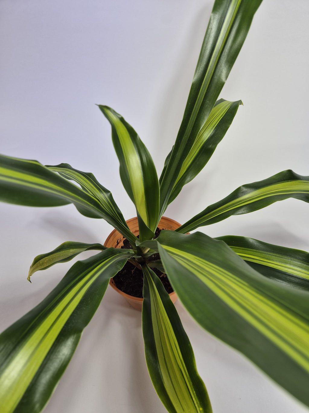 Dracaena fragrans - palo de agua