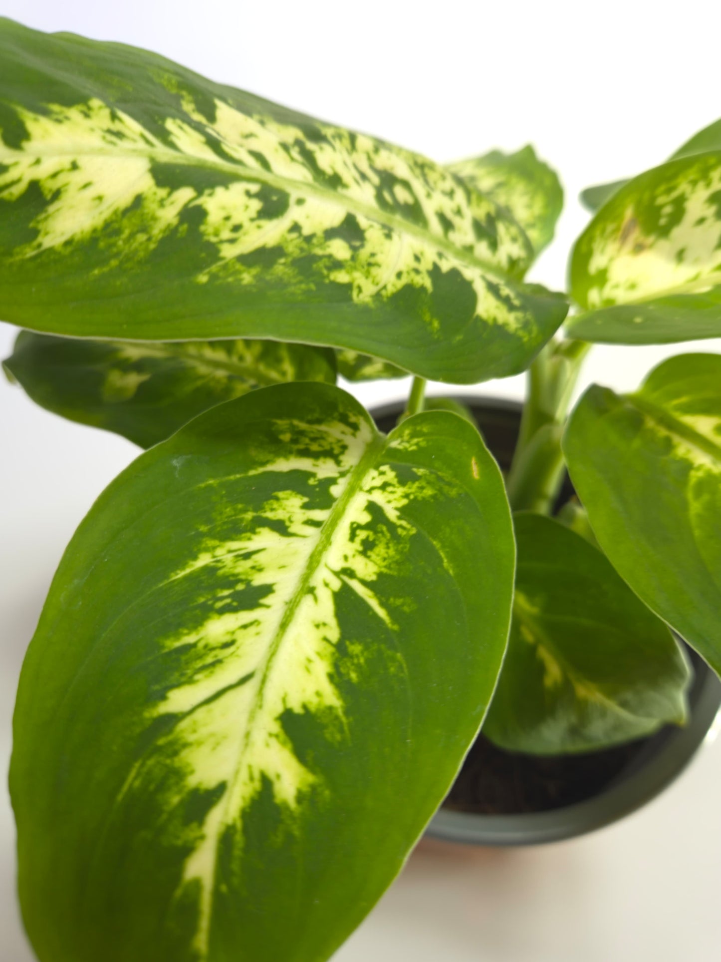 Dieffenbachia