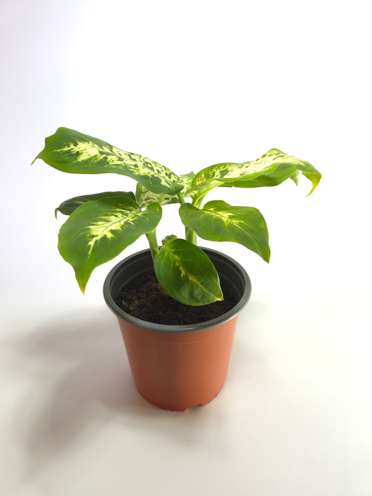 Dieffenbachia