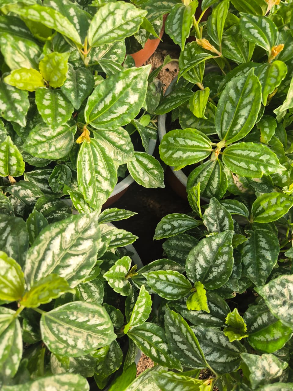 Pilea Cadierei