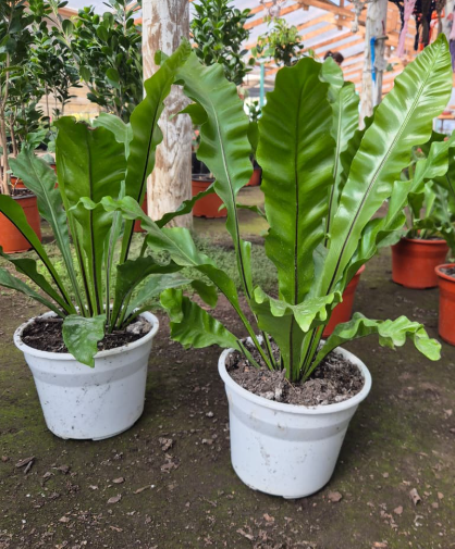 Helecho Asplenium (Nido De Ave)
