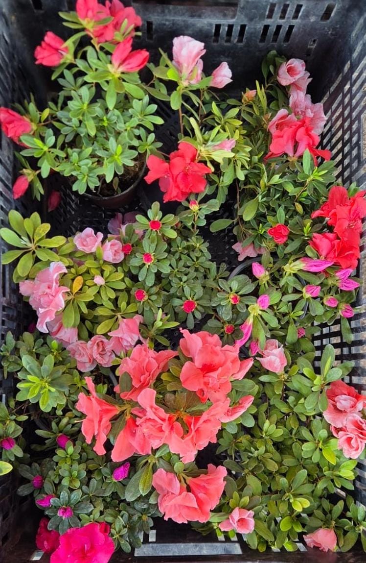 Azalea maceta pequeña