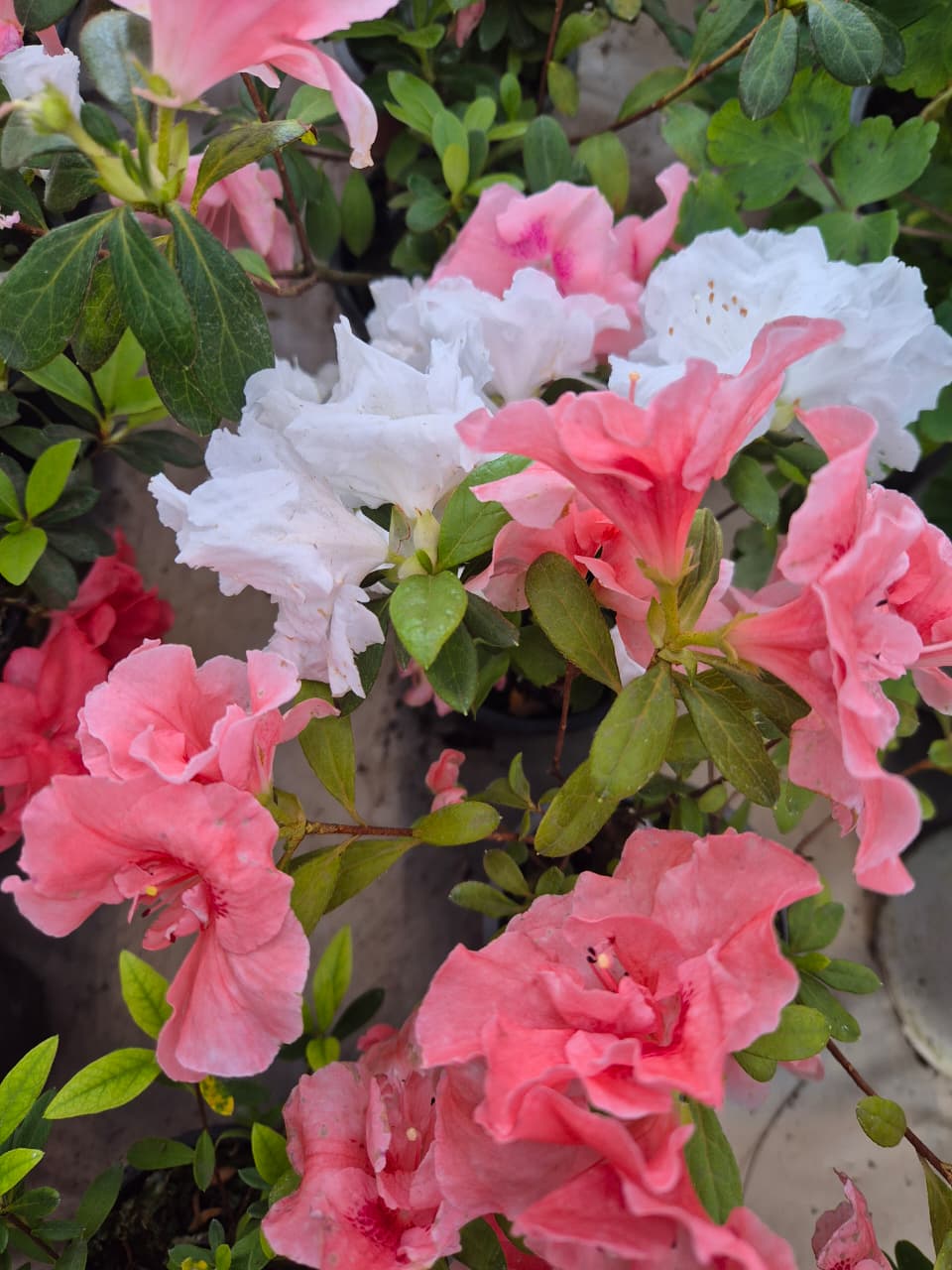 Azalea maceta pequeña