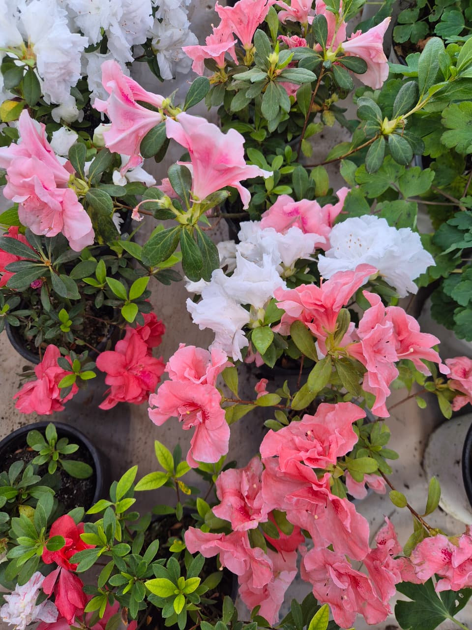 Azalea maceta pequeña