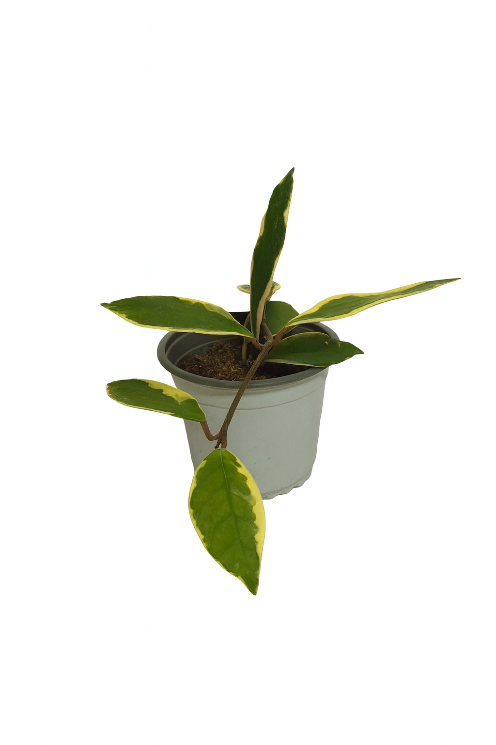 Hoya Variegada (Hoya carnosa variegata)