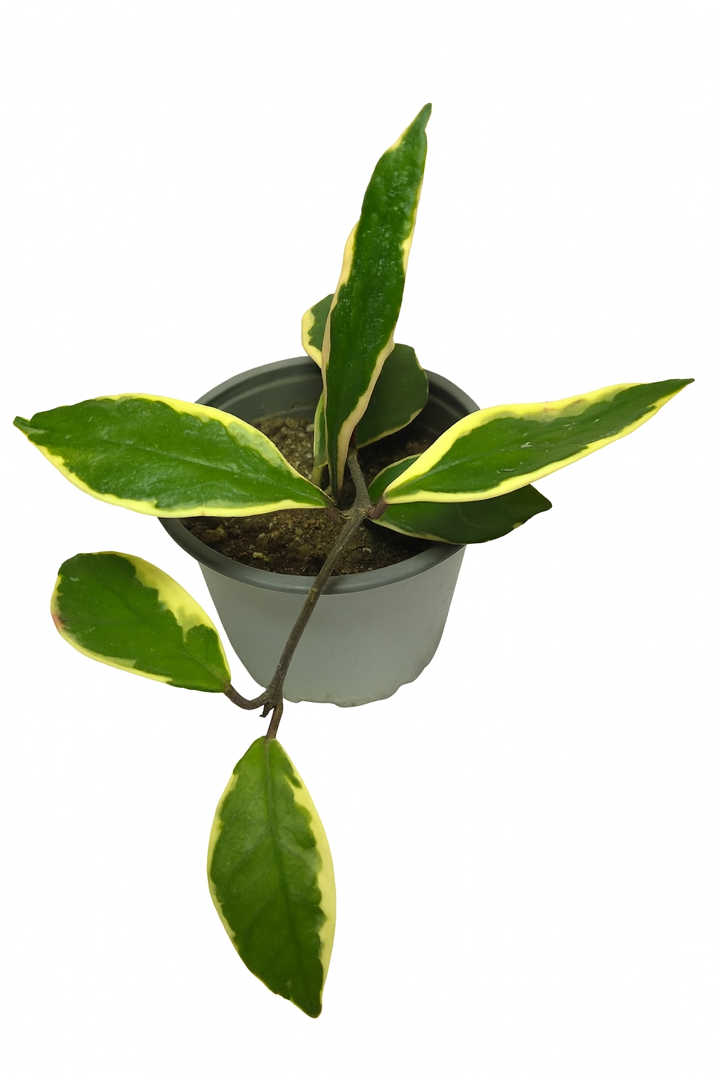 Hoya Variegada (Hoya carnosa variegata)