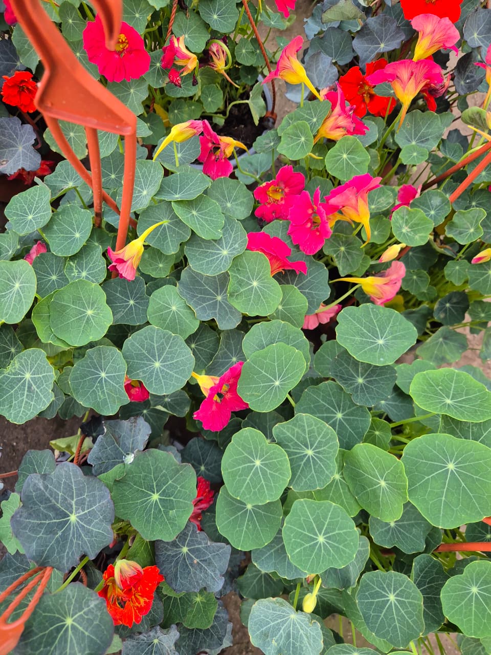Capuchina en maceta colgante bowl