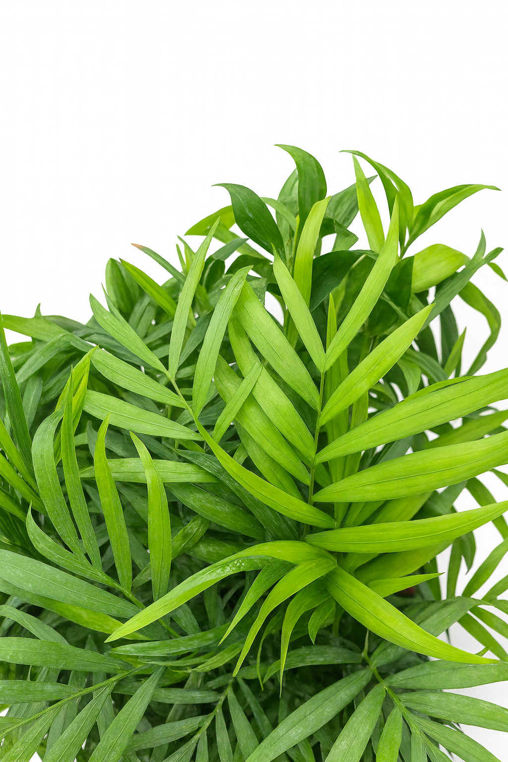 Palmera Chamaedorea Compacta