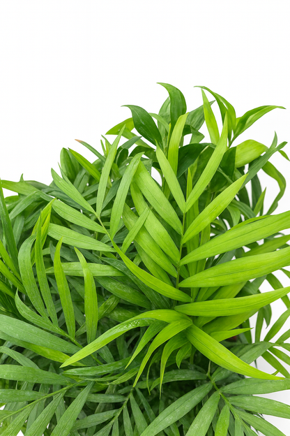 Palmera Chamaedorea Compacta