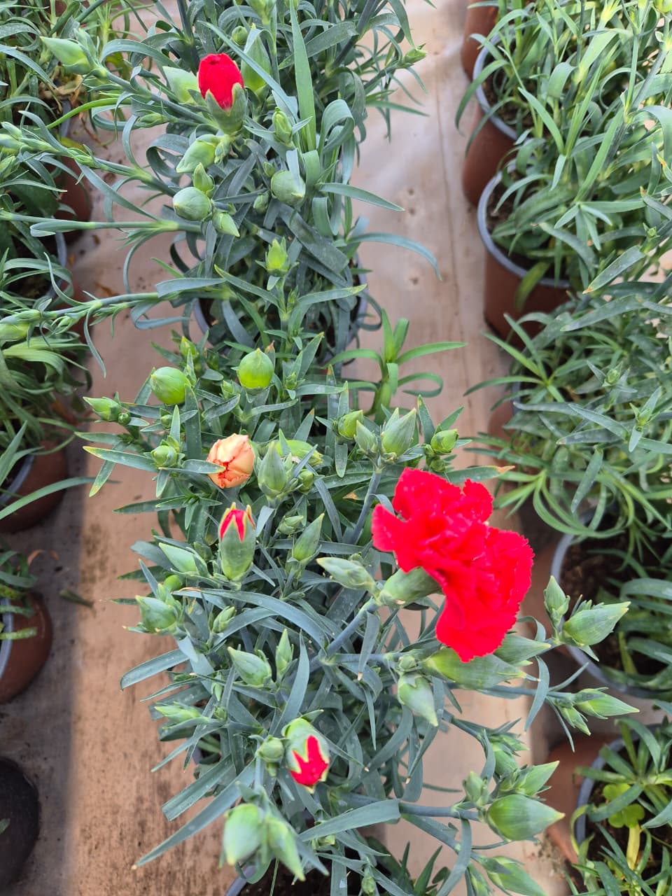 Clavel  en maceta