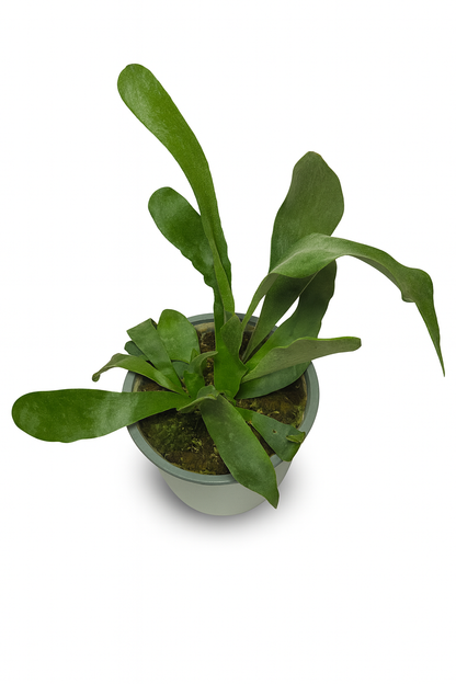 Helecho Cuerno de Alce (Platycerium bifurcatum