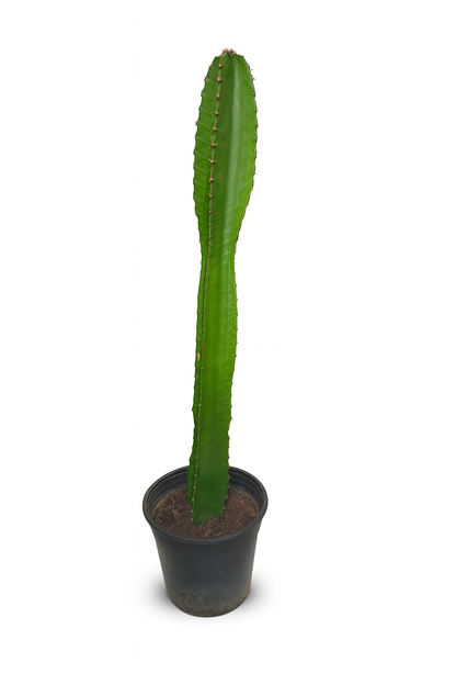 Euphorbia Candelabro L