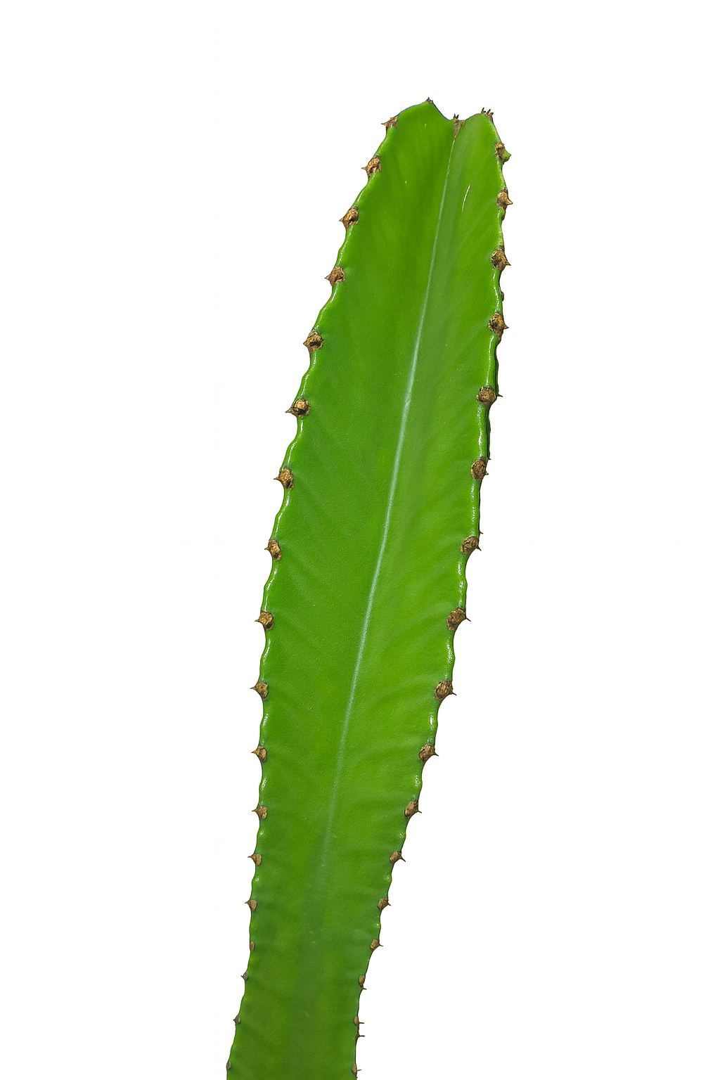 Euphorbia Candelabro L