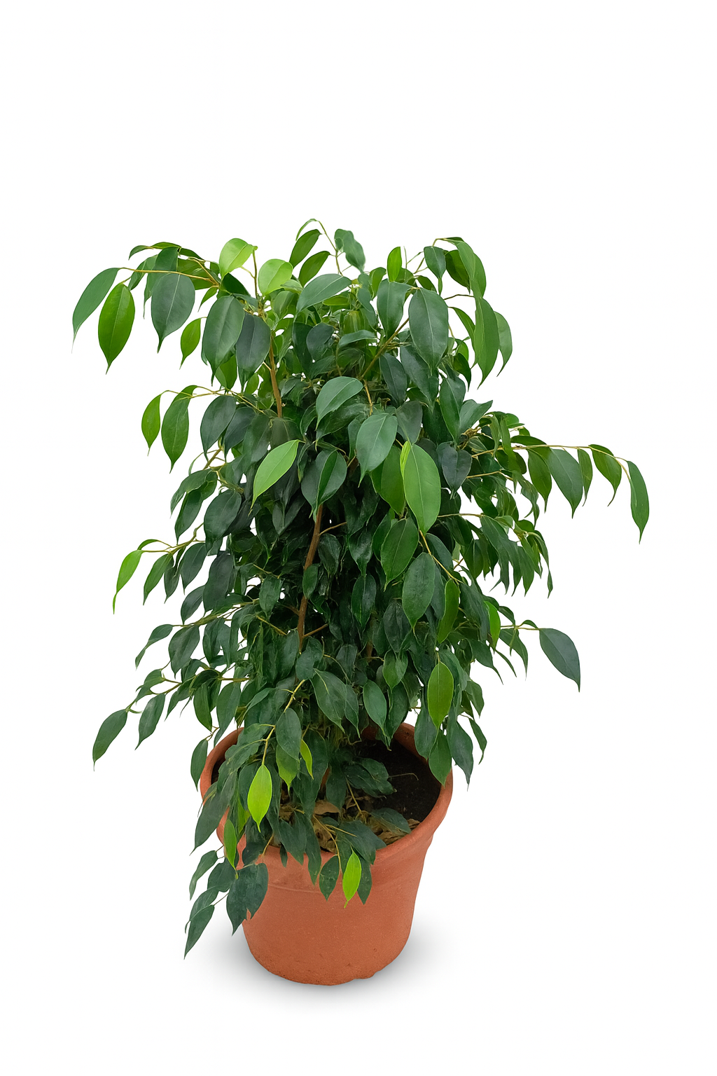 Ficuss benjamina M (60-80 cm)