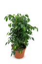 Ficuss benjamina M (60-80 cm)