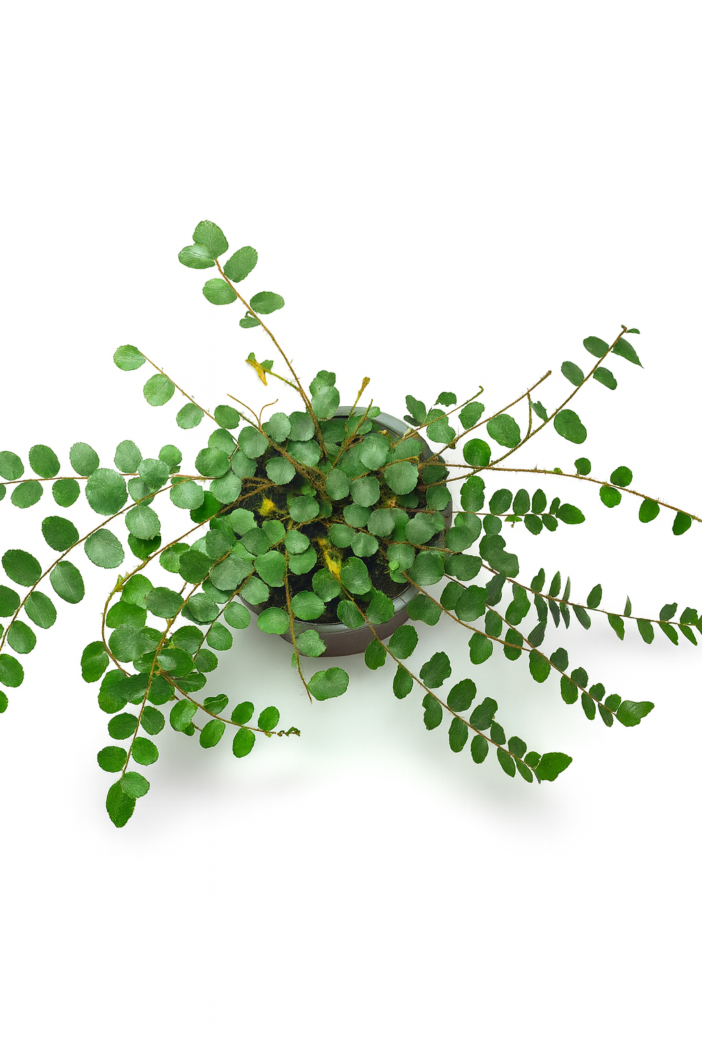 Helecho Botón (Pellaea rotundifolia)