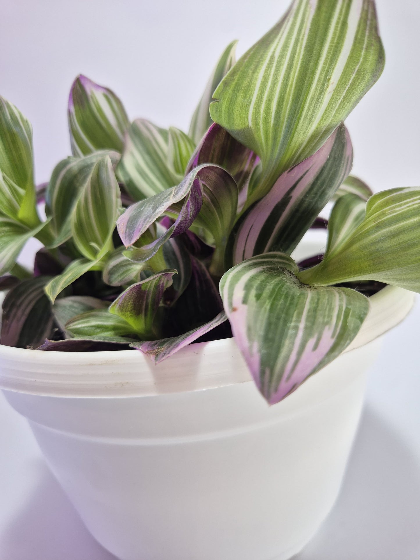 Tradescantia Nanouk bowl
