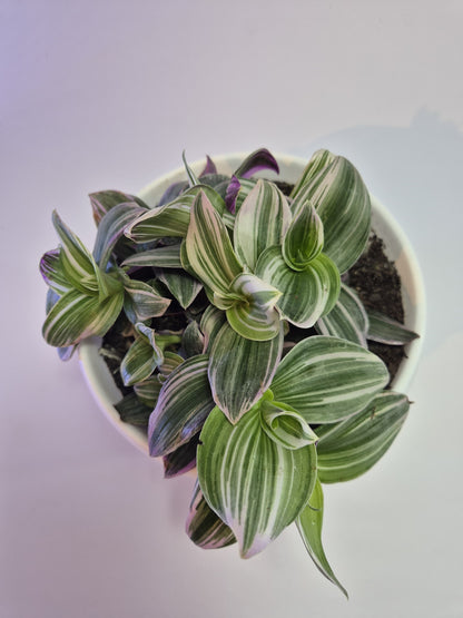 Tradescantia Nanouk bowl