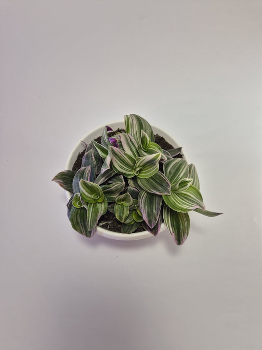Tradescantia Nanouk bowl