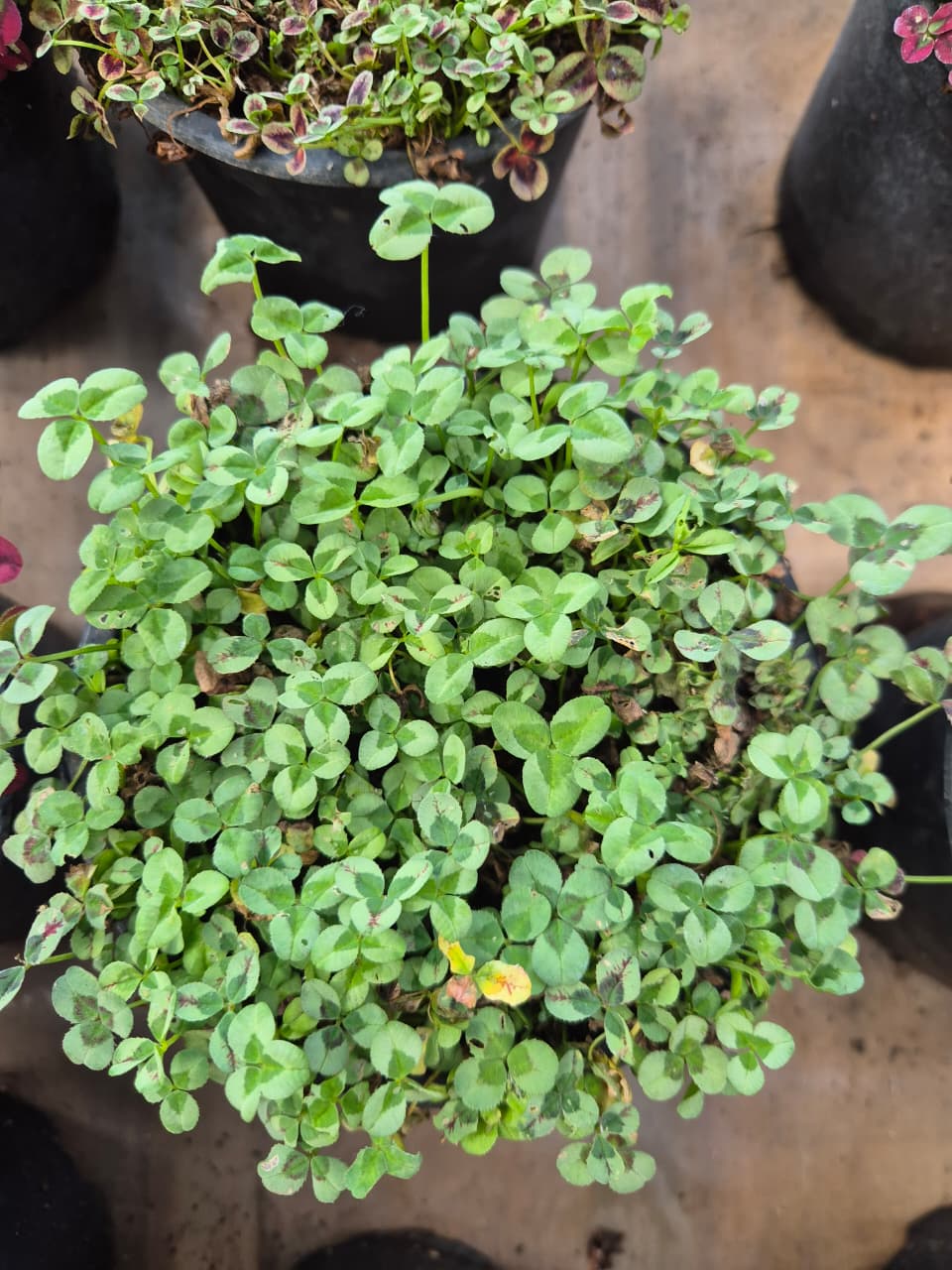 Oxalis colores pequeño