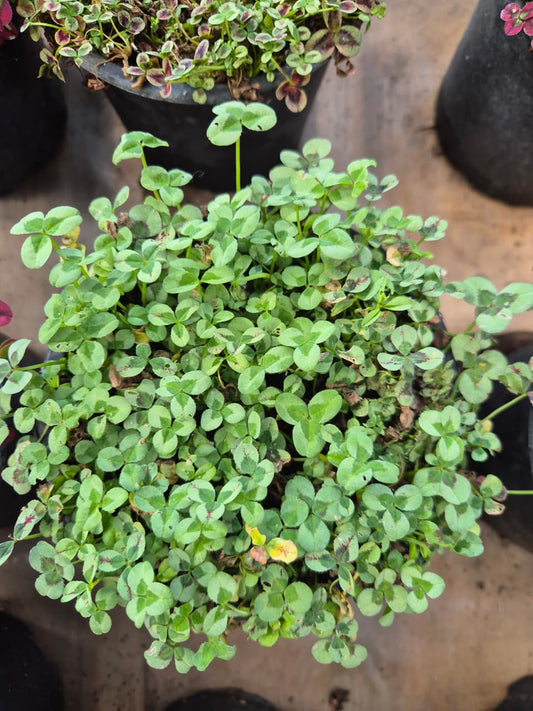 Oxalis colores pequeño