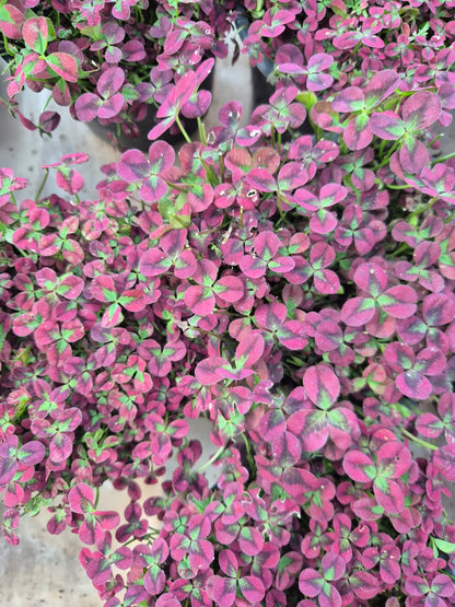 Oxalis colores pequeño