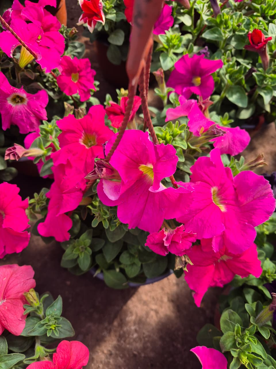 Petunia maceta colgante bowl