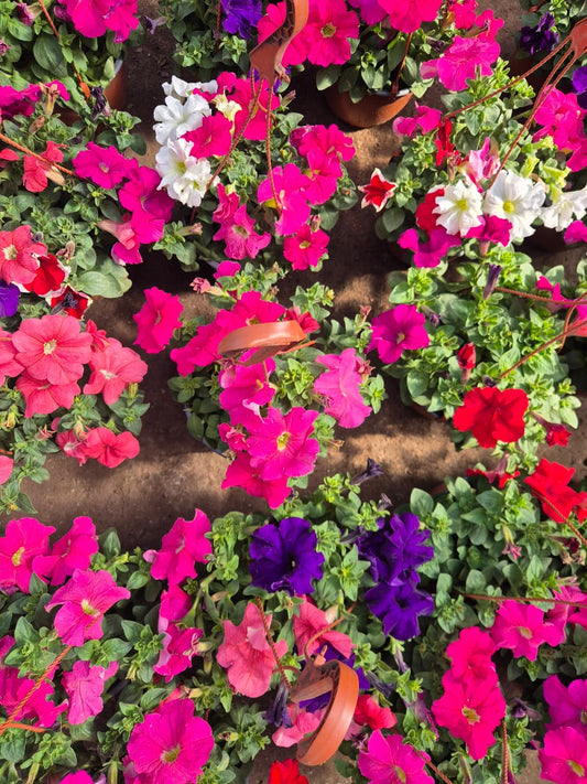 Petunia maceta colgante bowl