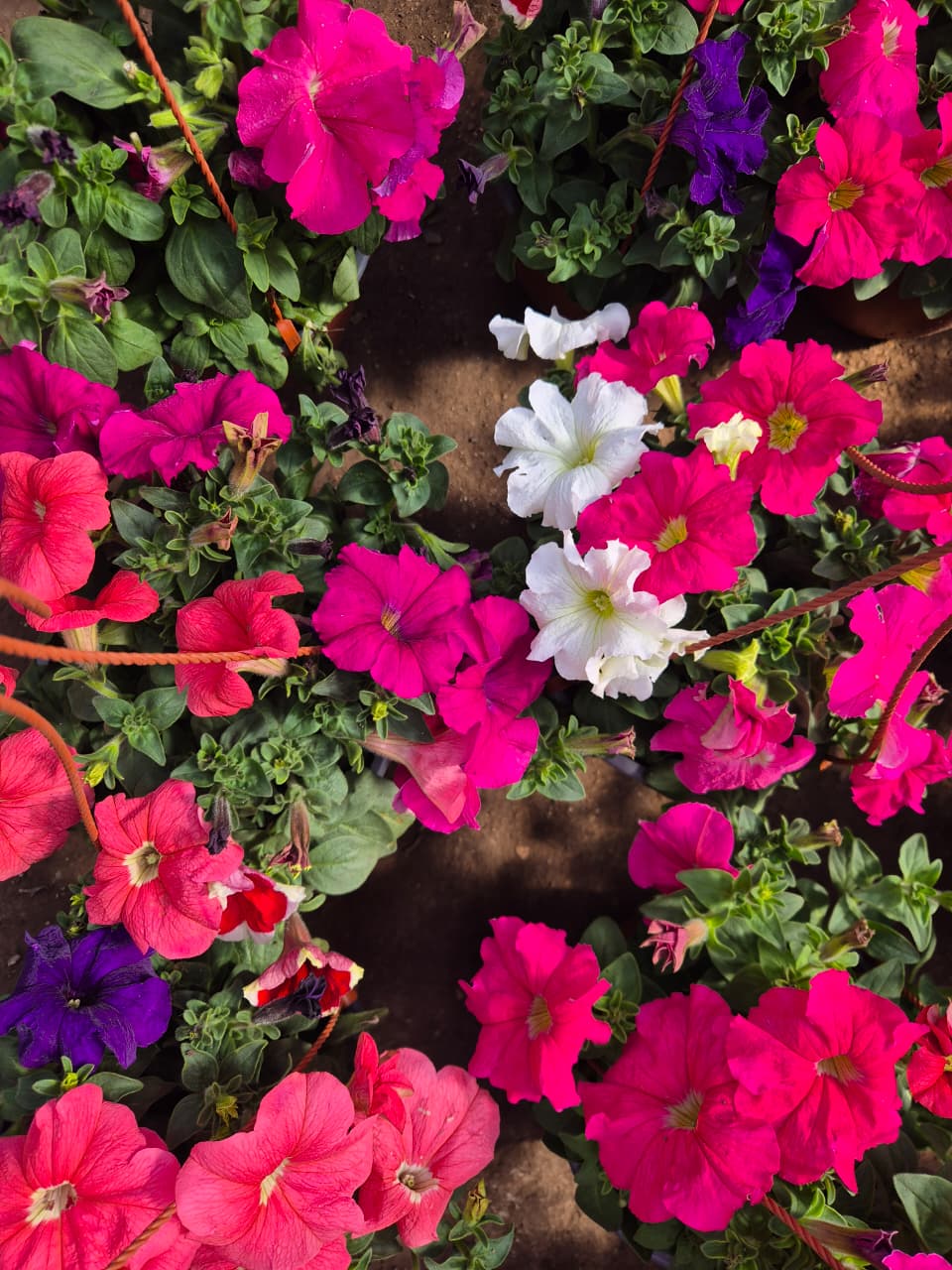 Petunia maceta colgante bowl