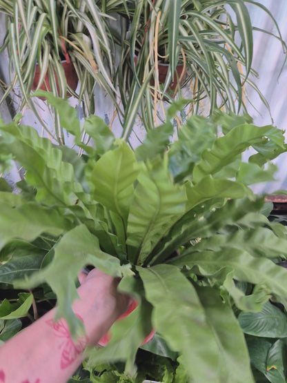 Helecho waves mediano