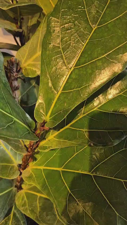 Ficuss Lyrata Grande