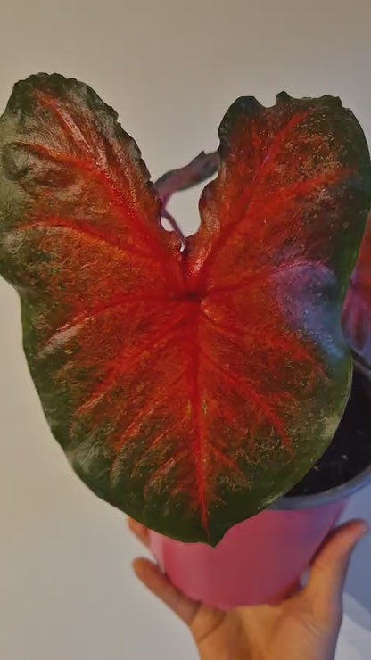 Caladium