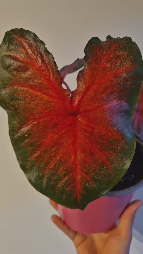 Caladium