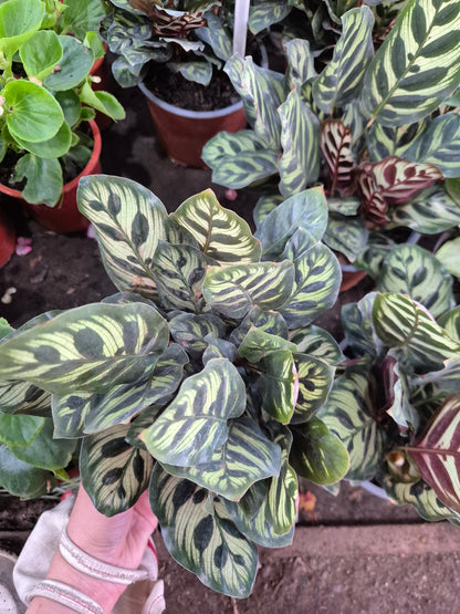 Calathea Makoyana