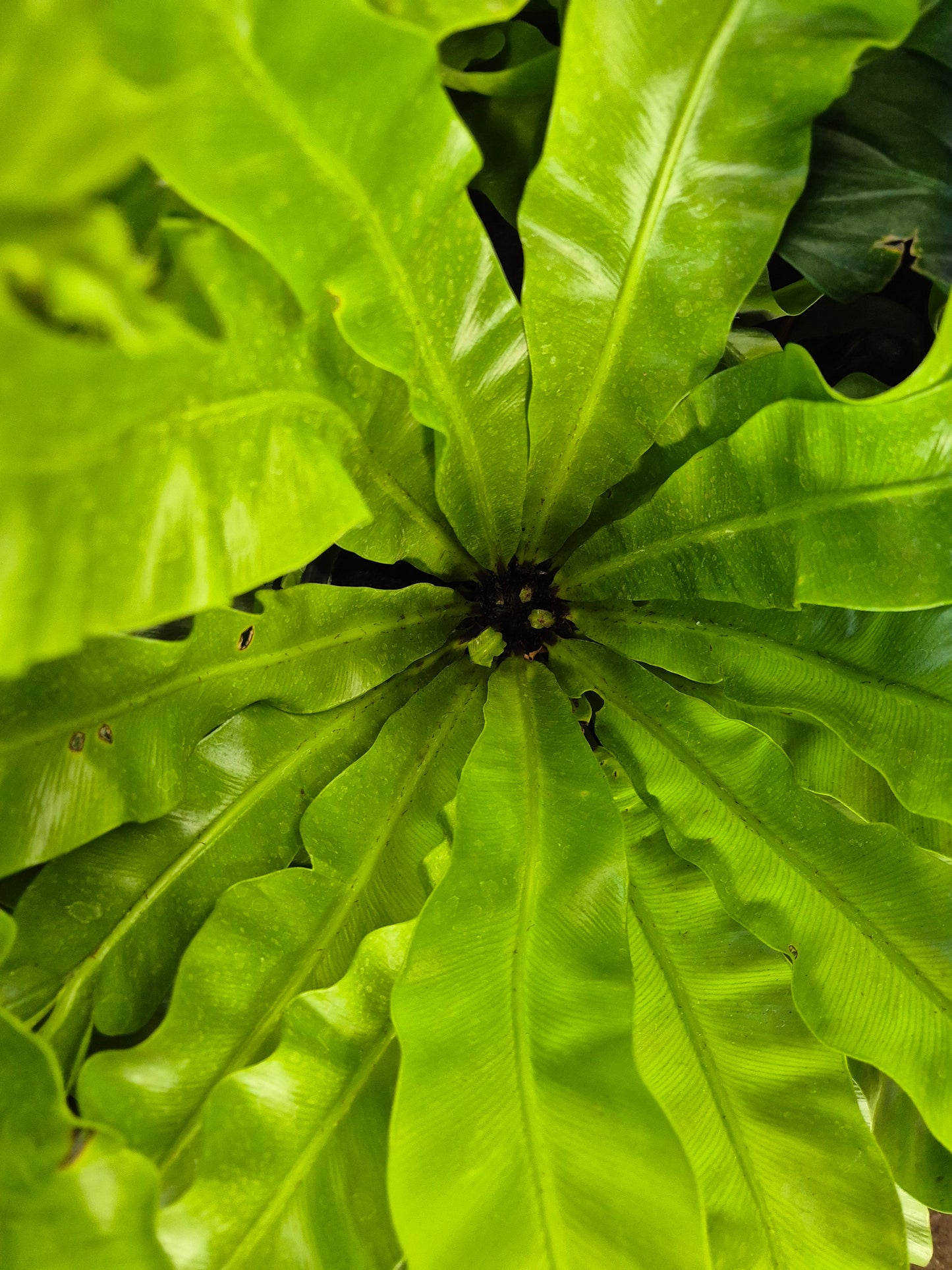 Helecho waves mediano