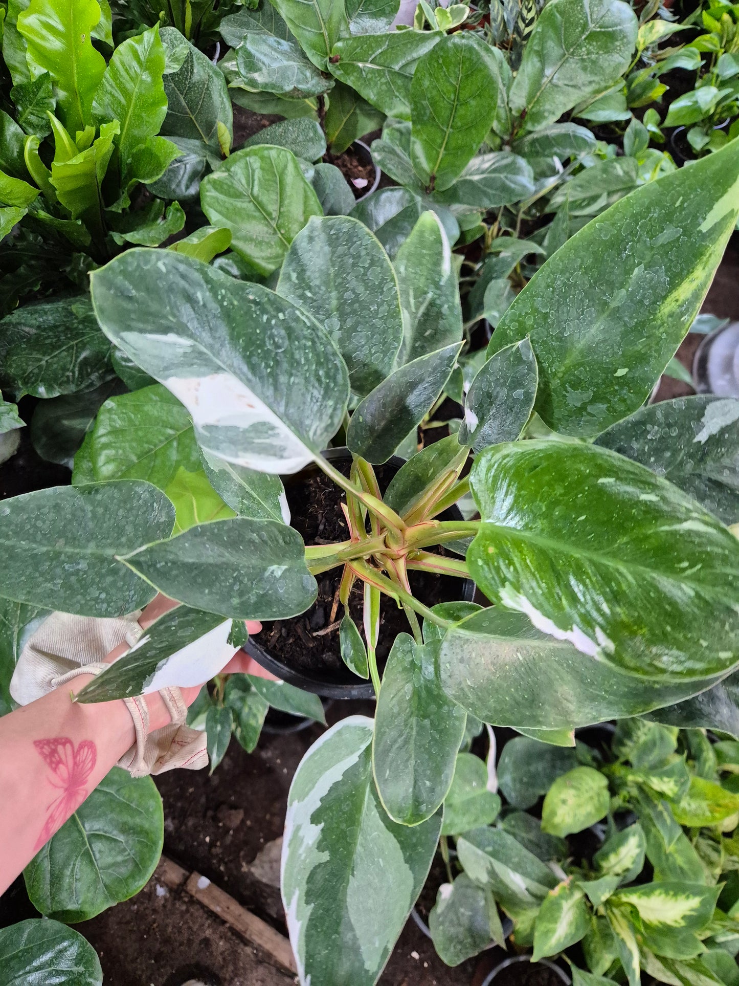 Filodendro White princess XL