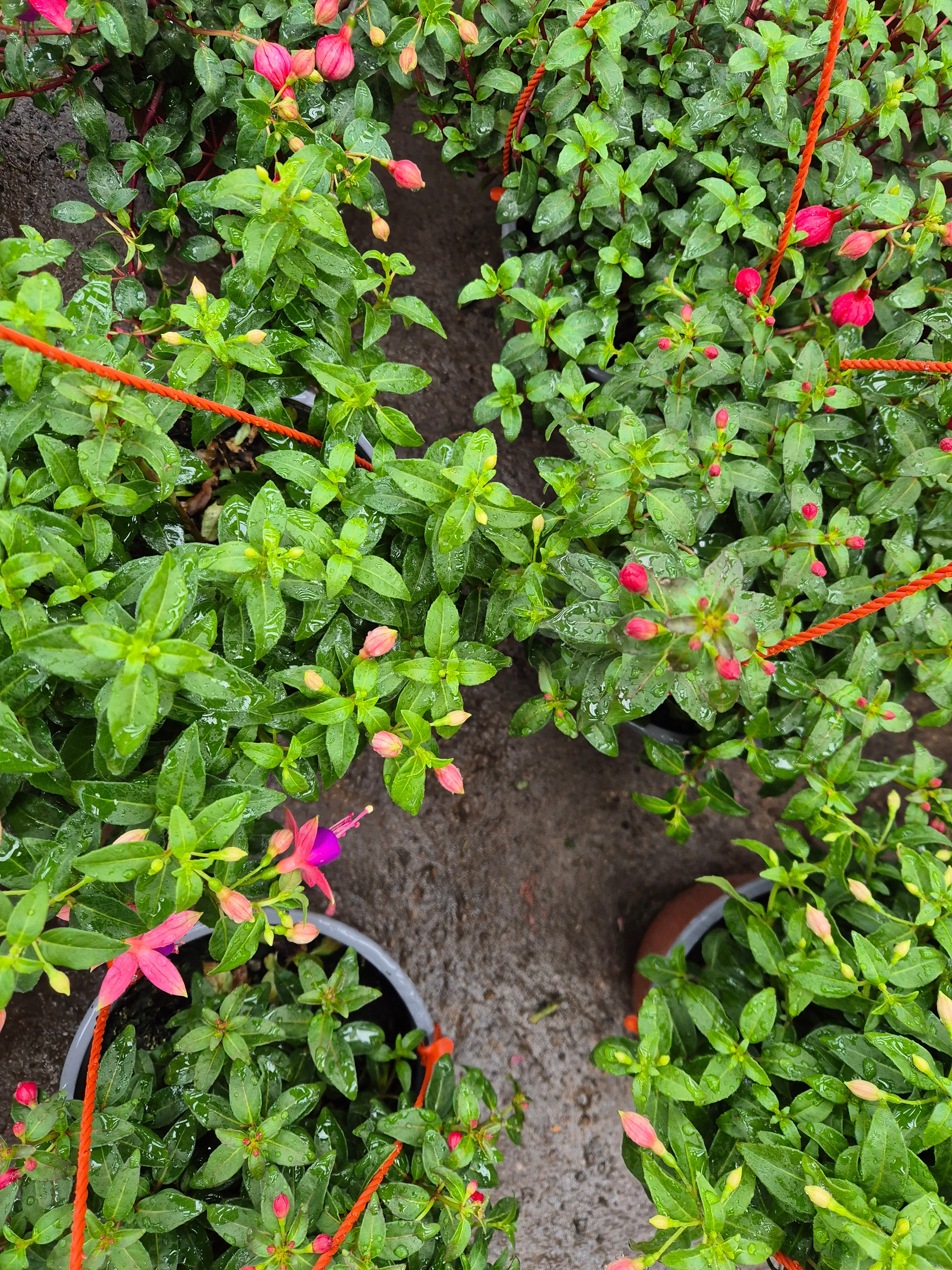 Fucsia bailarina
