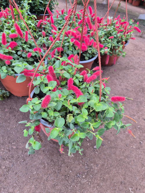 Acalypha hispida (cola de gato