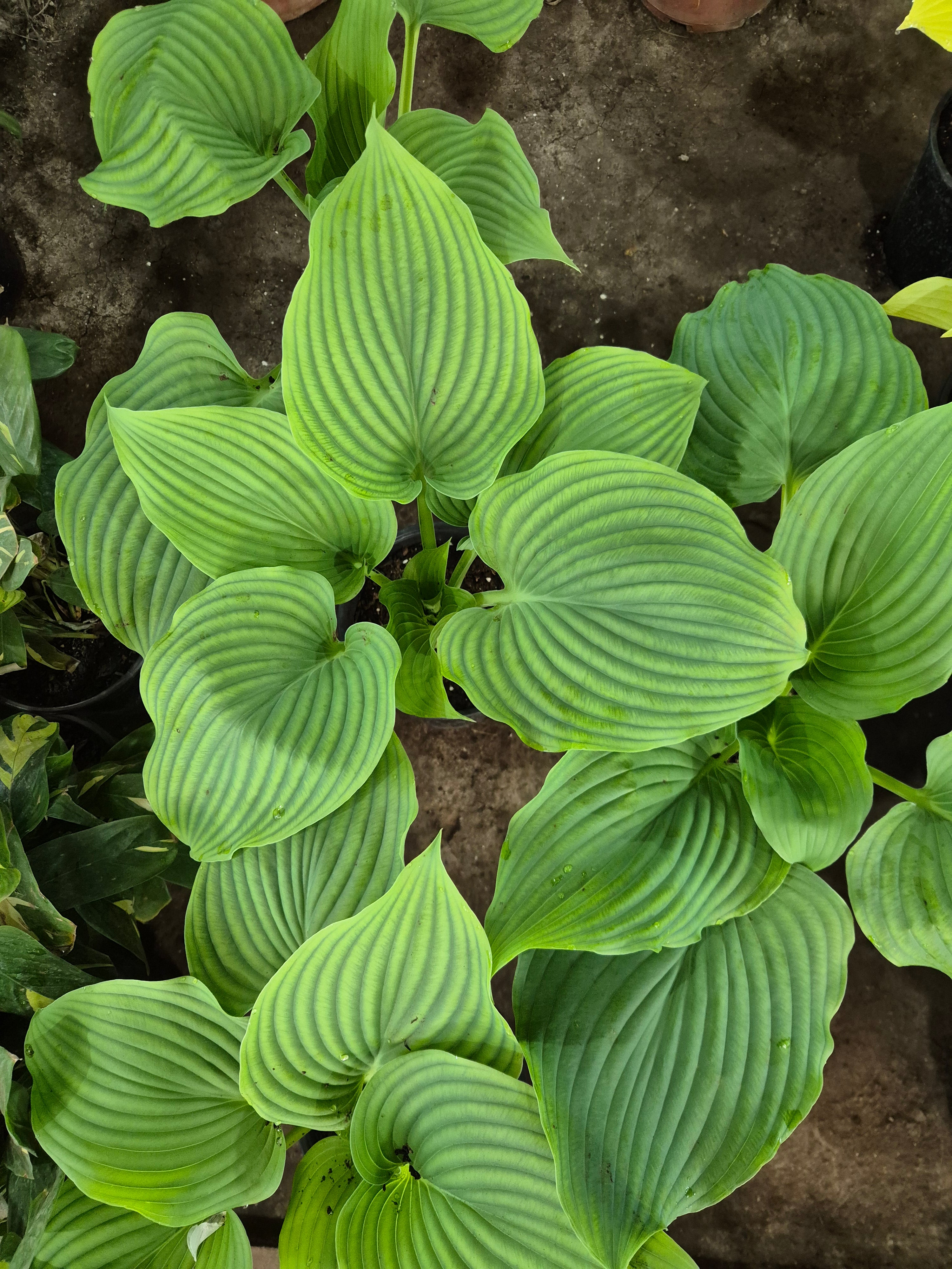 HOSTA