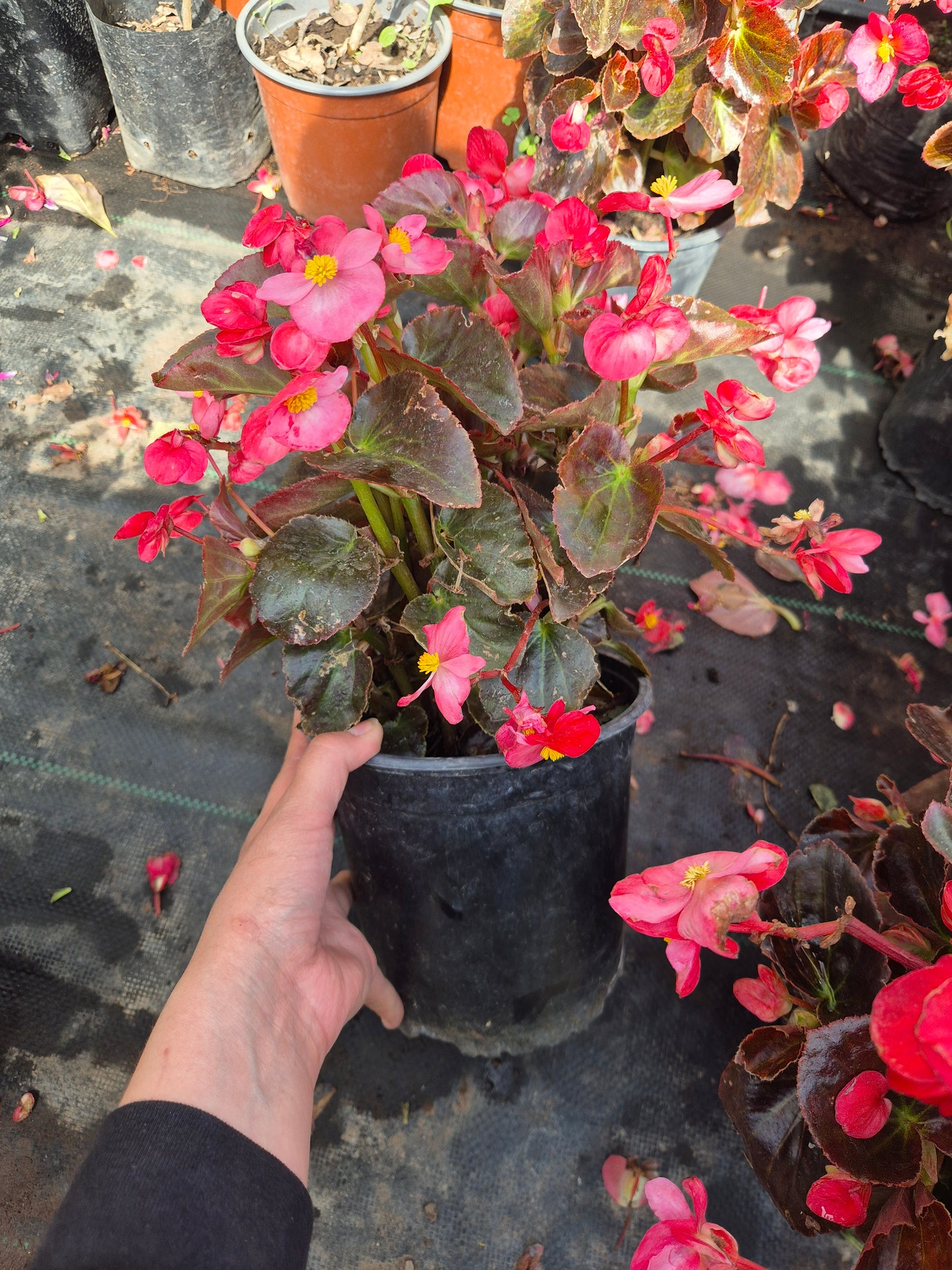 Begonia Dragon wing L