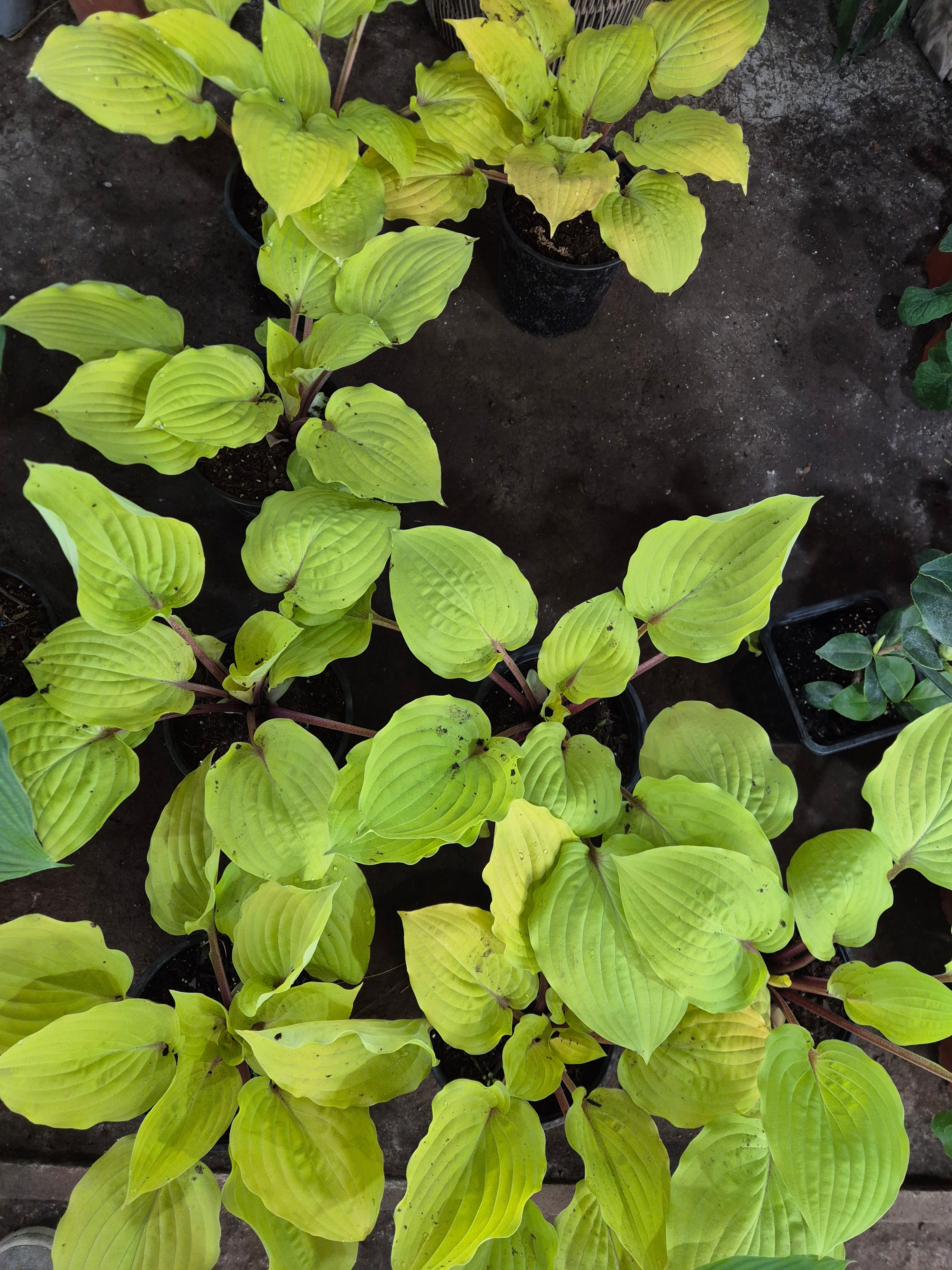HOSTA