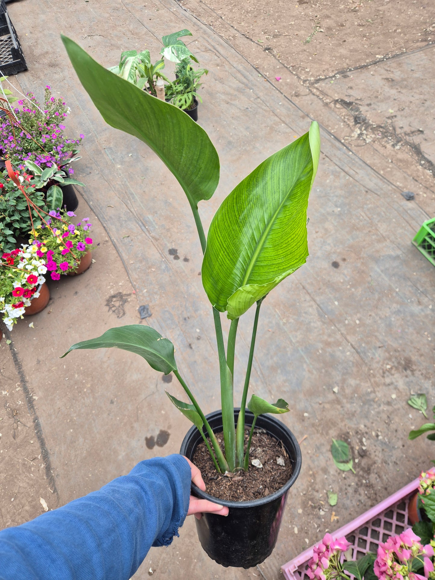 Strelitzia nicolai (flor blanca)